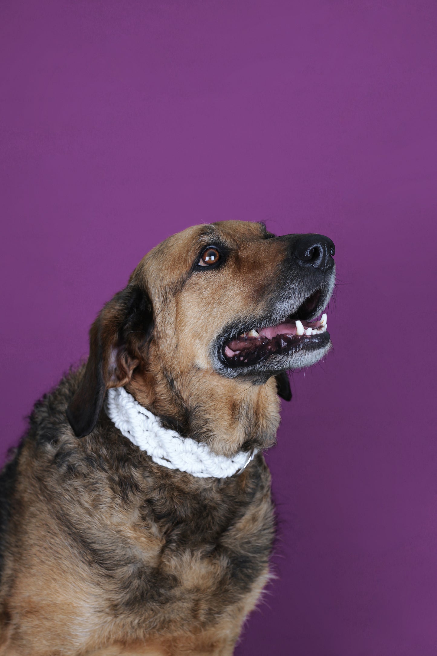 Collar