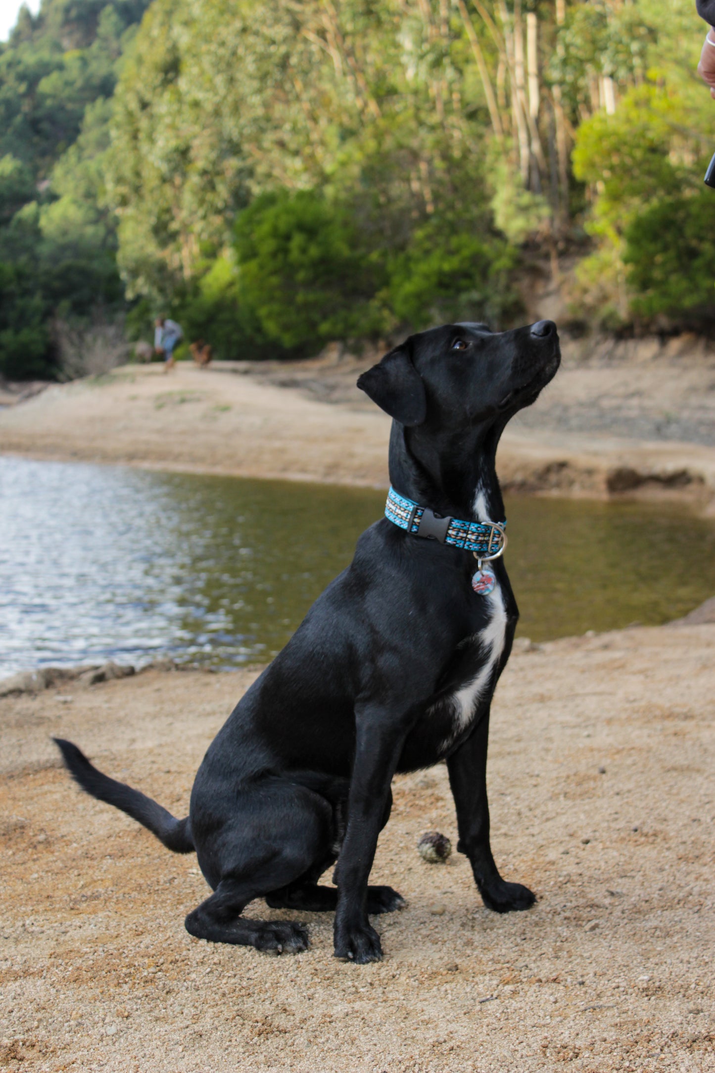 Indigo 3cm dog