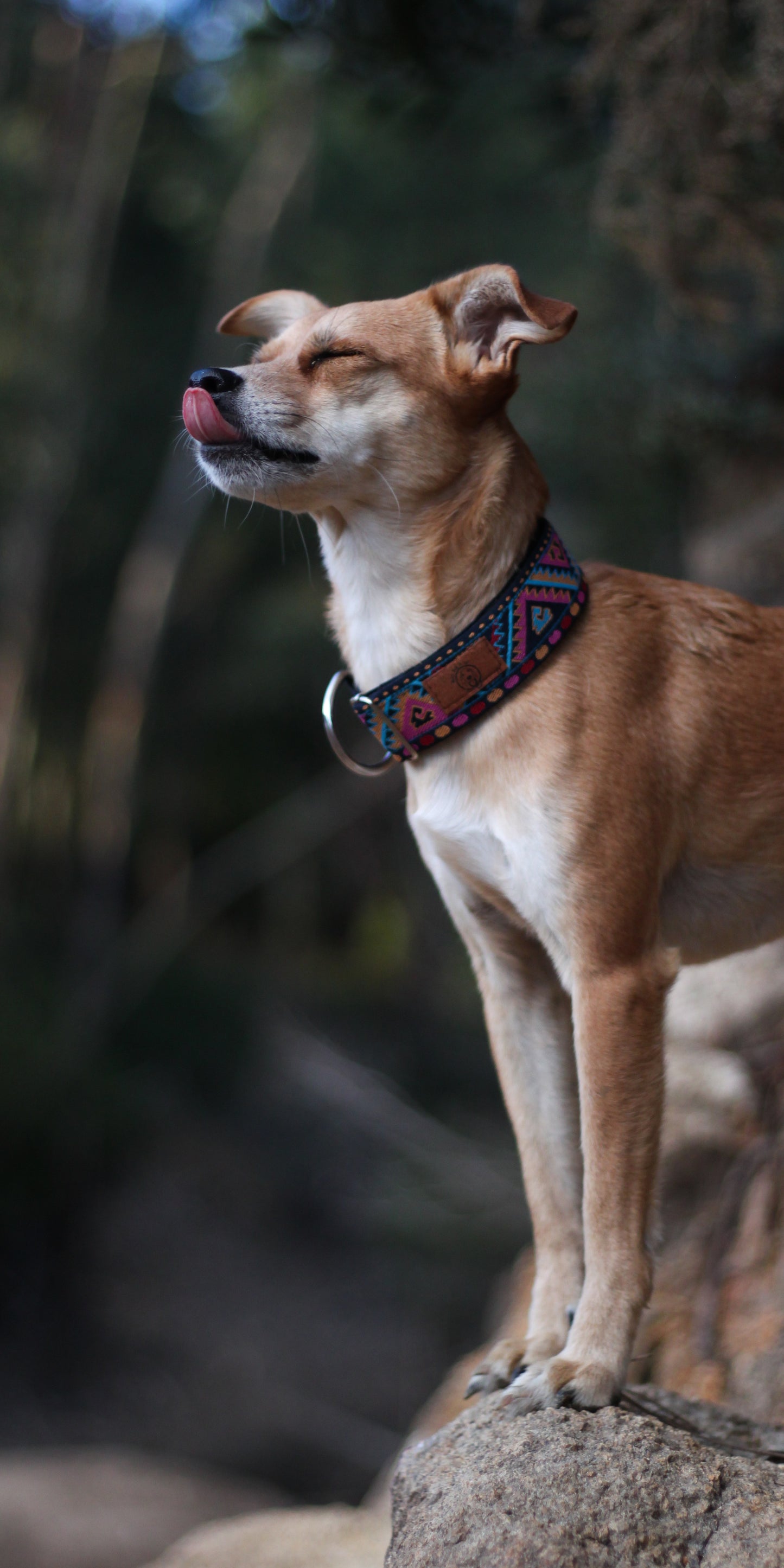 Cherokee Dog