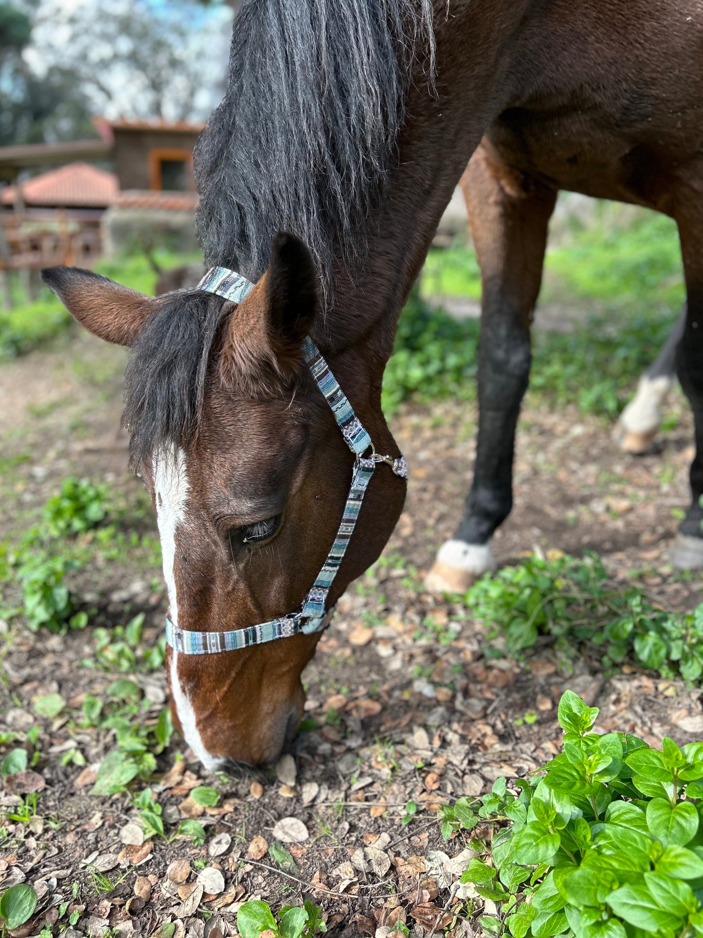 Horse Halter